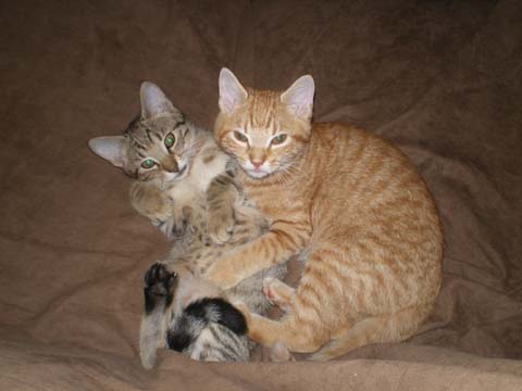 Cats hugging