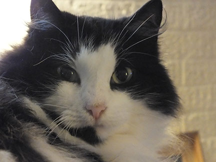 Black and white long-haired cat