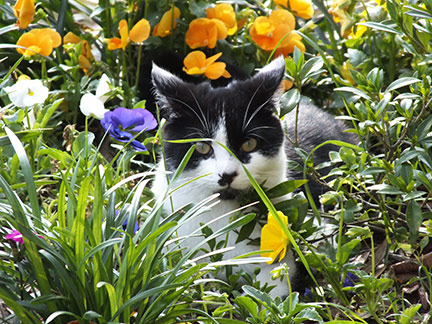 Cat-in-flowers