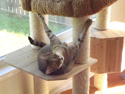 Cat hanging from cat tree