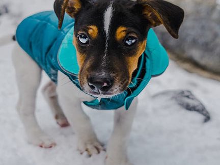 Dog with vest