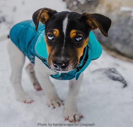 Dog with vest