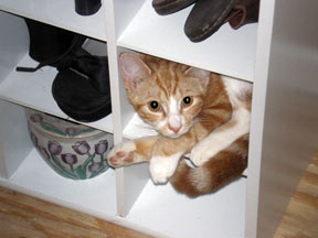 Cat in shoe organizer