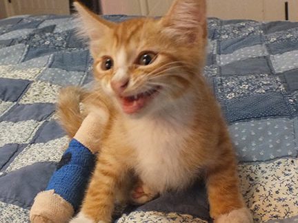 Red tabby kitten with bandage