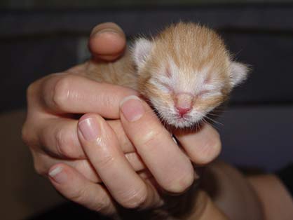 Red tabby kitten