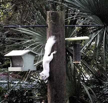 albino squirrel on post