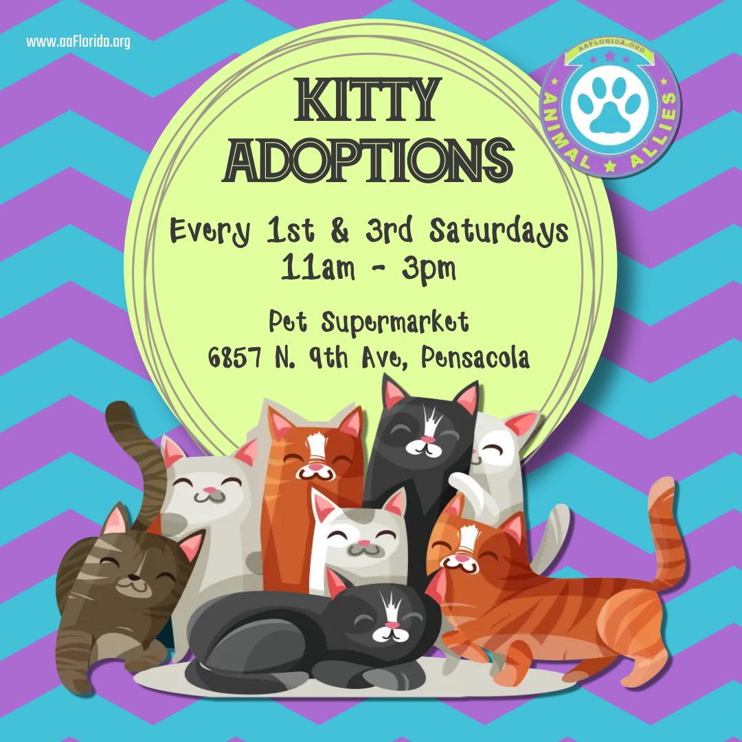 Kitty Adoptions!